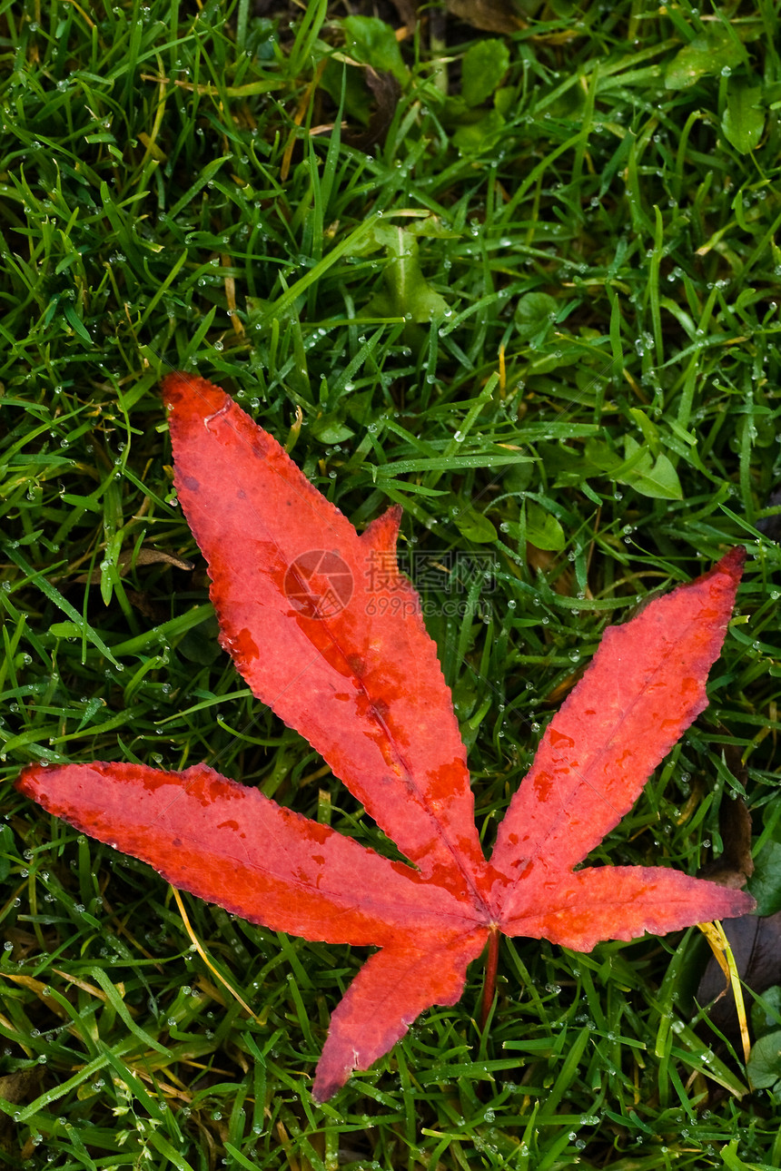 秋雨下 红叶落到草地上图片