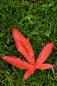 秋雨下 红叶落到草地上背景图片
