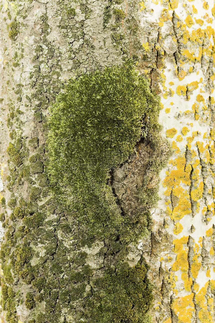 树干木头苔藓地衣图片