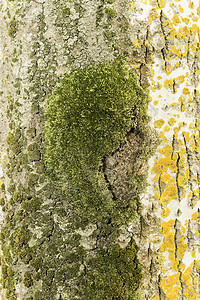 树干木头苔藓地衣背景图片