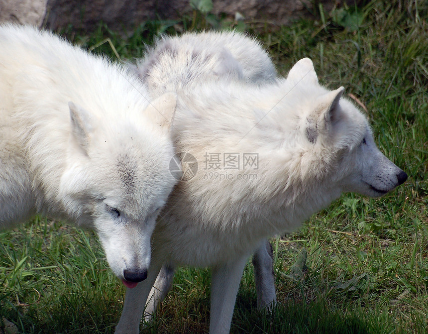 北极野狼哺乳动物犬类眼睛耳朵捕食者动物白色野生动物生物掠夺性图片
