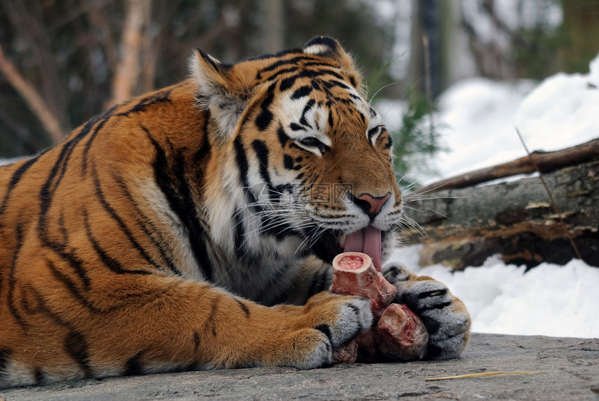 老虎毛皮猫科动物野猫荒野野生动物食肉条纹捕食者哺乳动物图片