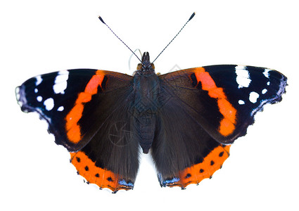 辛西娅被隔离的喷漆女士蝴蝶天线昆虫白色黑色橙子脆弱性背景