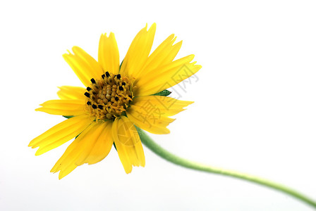 狂野菊花荒野花瓣叶子花园园艺雏菊背景图片