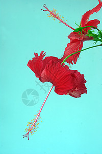 Fuso  热带生境花朵背景蓝色红色背景图片