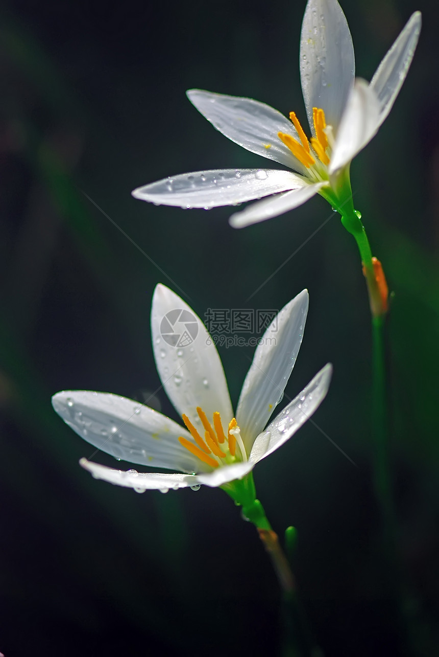 叶兰花白色黄色横幅别针花朵植物兰花垂直韭菜图片