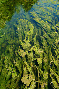 水草环境绿色生态溪流背景图片
