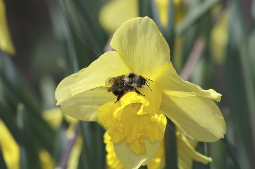 大黄蜂传花花订金蜜蜂柱头胚珠施肥植物群落图片