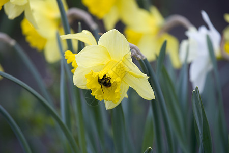 大黄蜂传花花蜜蜂植物群落订金胚珠施肥柱头背景图片