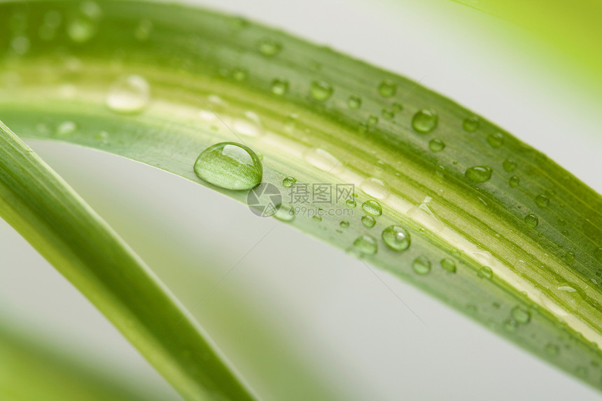 水滴宏观自然叶子植物绿色图片