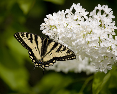 花叶上的燕尾蝴蝶黄色天线昆虫腹部毛虫尾巴绿色蓝色黑色翅膀背景图片