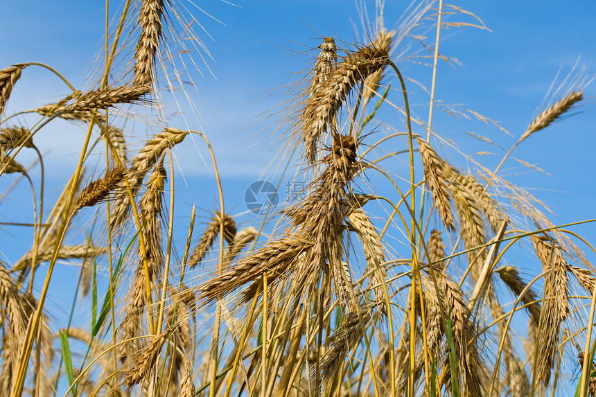 蓝天上有许多成熟的小麦耳朵图片