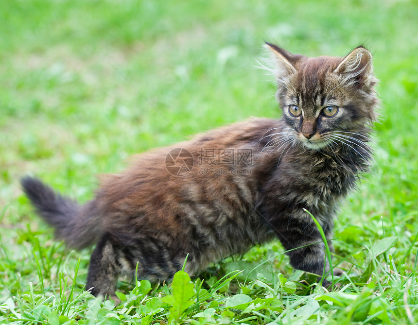 小笑小猫图片