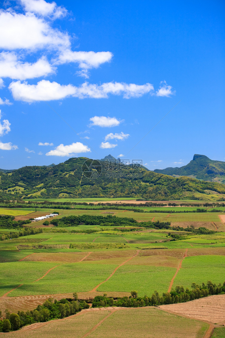 毛里求斯太阳绿色环境场地栽培晴天爬坡热带甘蔗蓝色图片