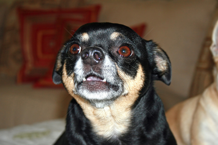 狗宠物动物犬类牙齿哺乳动物耳朵黑色图片