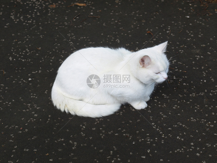 猫类虎斑动物园住宅哺乳动物宠物房子荒野猫科建筑学动物图片