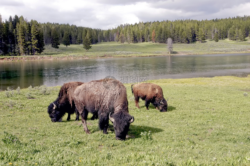 黄石公园的Bison或Buffalo水牛动物野生动物棕色白色图片