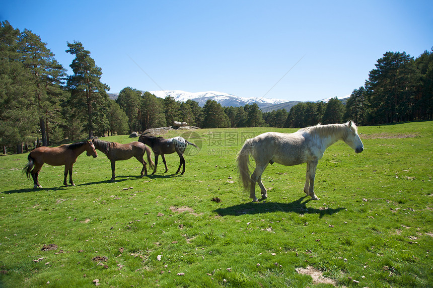 西班牙家庭马匹图片