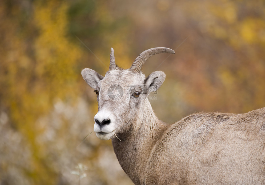 洛基山大角羊颜色羊肉内存牛角母羊野生动物图片