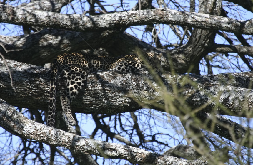 睡在树上的豹图片