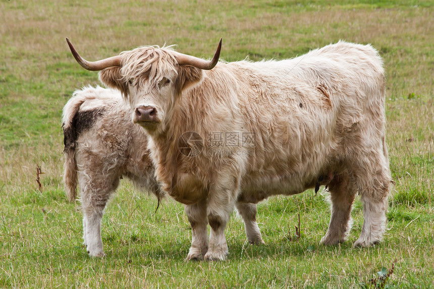 与母体一起的牛页牧场场地哺乳动物长角牛母亲头发喇叭农场奶牛牛肉图片