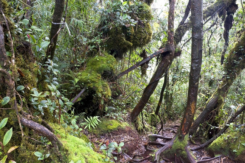 世界最古老的摩西森林热带环境森林植物学风景雨林苔藓林地植物丛林图片