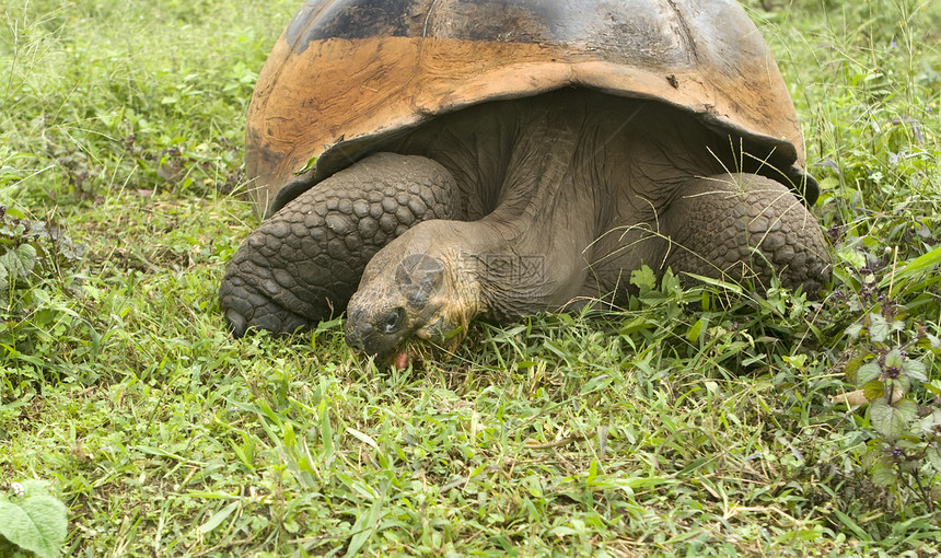巨型加拉帕戈斯野生动物动物海滩环境保护保护区巨龟图片