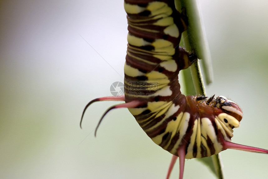 超级宏臭虫鳞翅目蝴蝶生物动物绿色小动物毛毛虫宏观漏洞图片