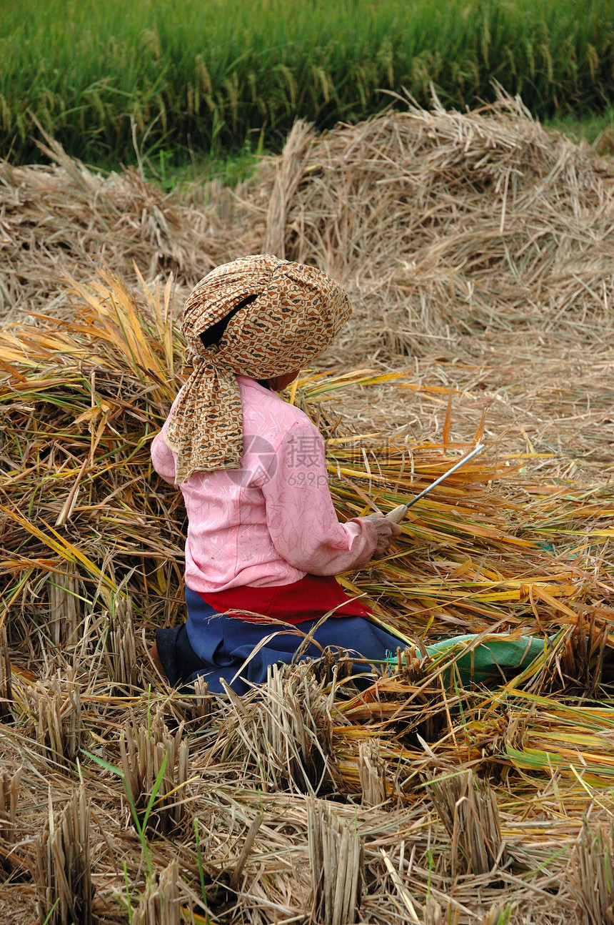 收获田劳动者工人粉色农民土壤红色稻田女士工作季节图片