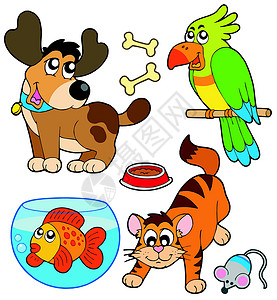 鹦鹉鱼卡通宠物收藏插画