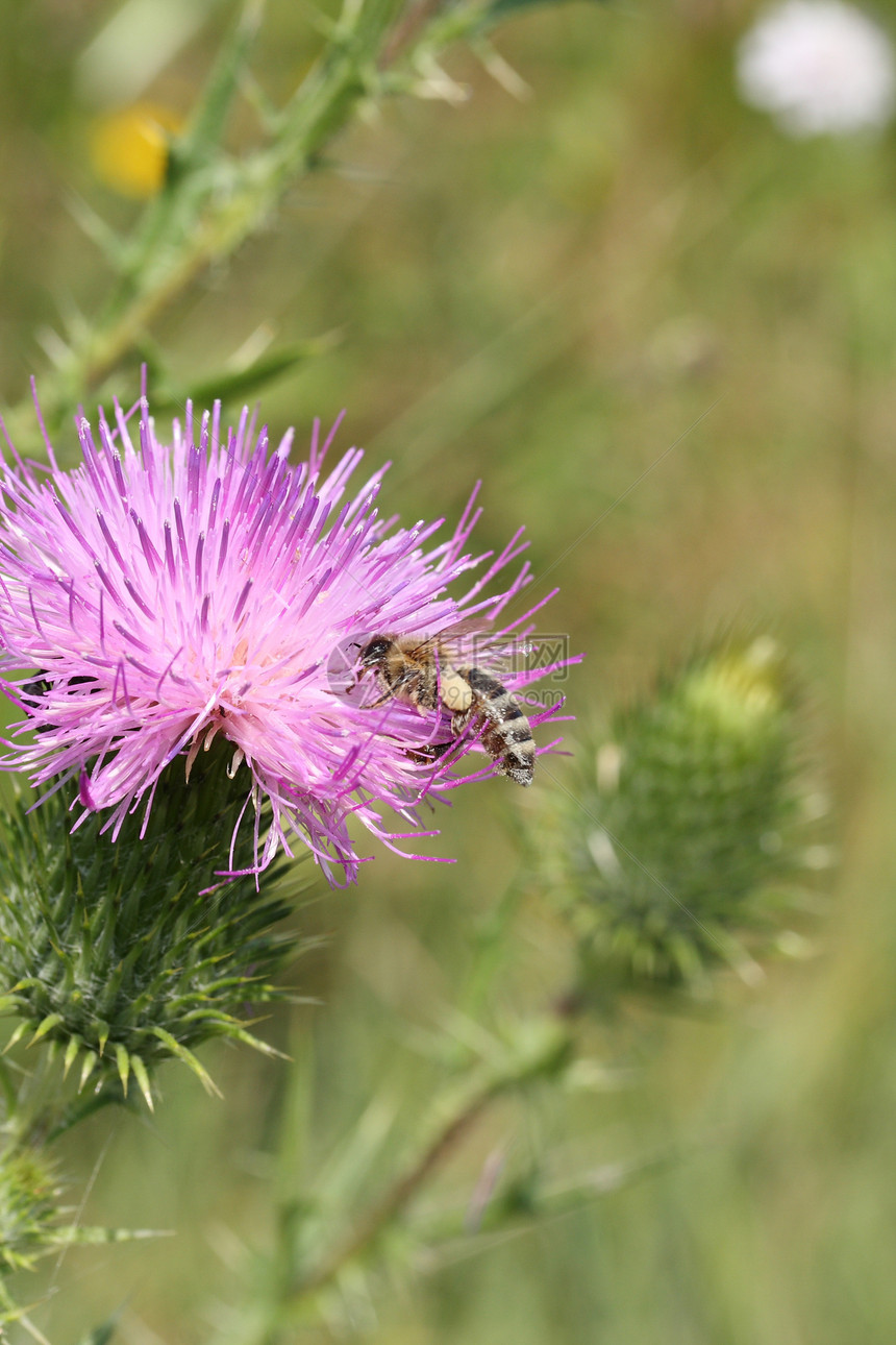 蜜蜂花粉红豆宏观植物紫色绿色图片