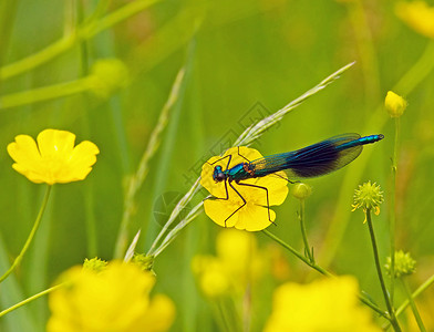 德米埃勒蓝绿红色金属蓝色昆虫溪流野生动物黄色绿色昆虫学背景图片