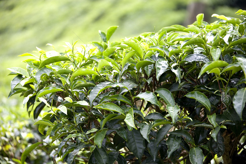 不断增长的茶叶假期饮料农业叶子热带生产草药庄园草本植物时间财产图片