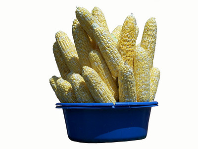 孤立在白色上蔬菜收成黄色玉米营养农场食物背景图片