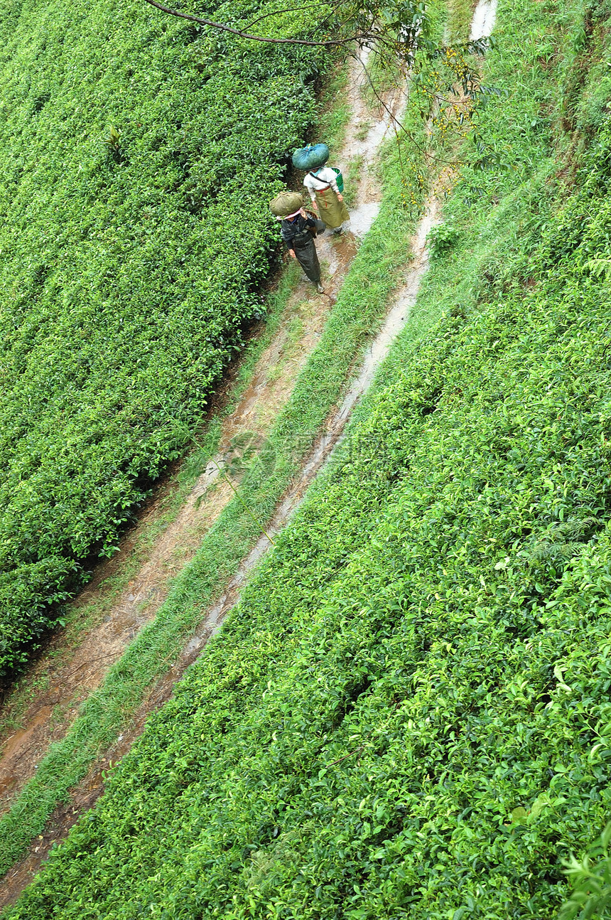 茶叶种植叶子丘陵场地收成农村花园植物种植园热带文化图片
