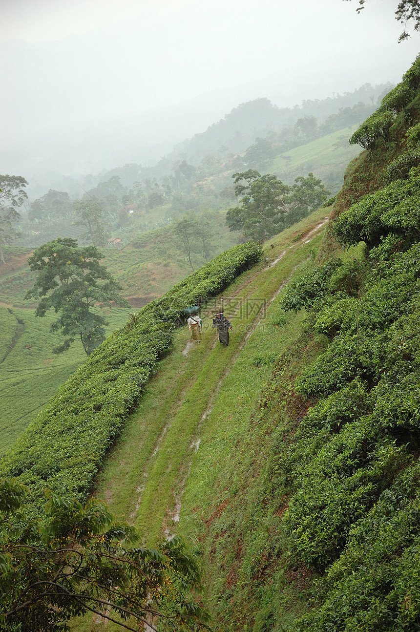 茶叶种植树叶叶子生长培育植被种植园场地热带农民高地图片