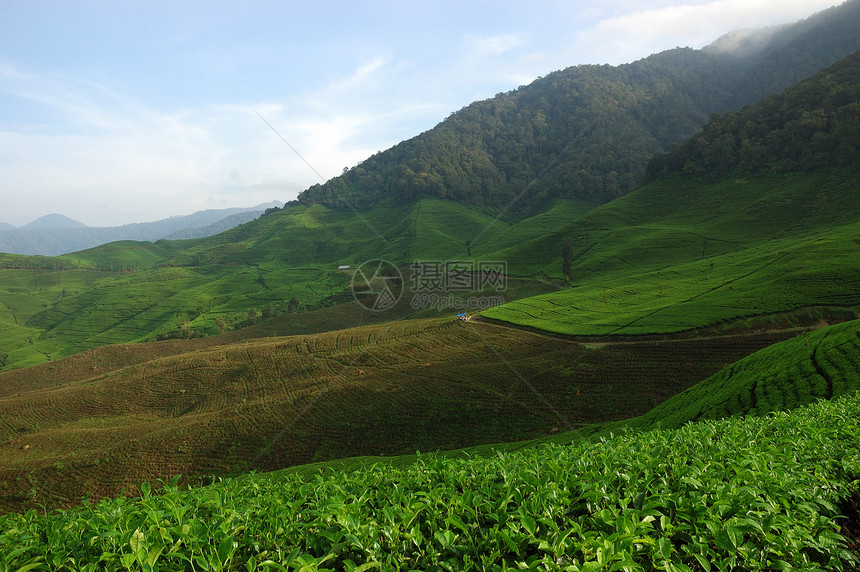 茶叶种植植物草本植物饮料文化场地培育植物群农场植被热带图片