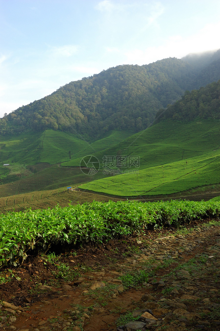 茶叶种植植被高地叶子培育植物种植园草本植物植物群饮料文化图片