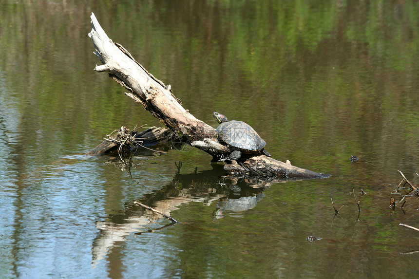 海龟池塘乌龟动物两栖图片