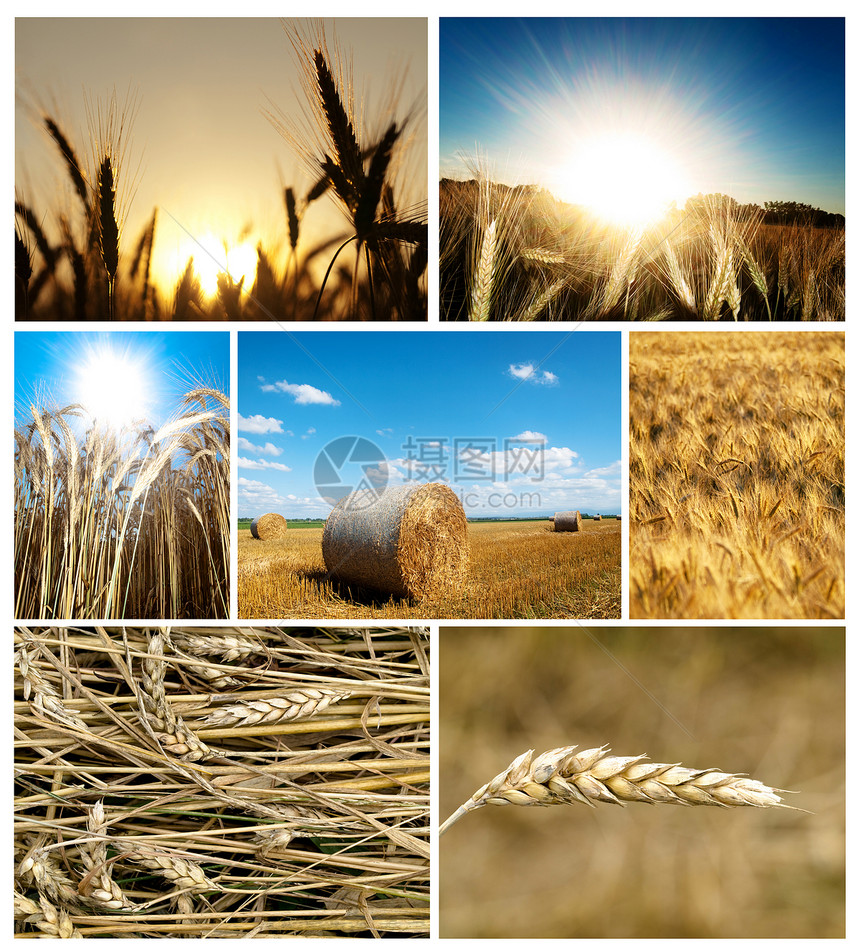 自然综合图光束天空小麦植物食物射线生长稻草种植园日落图片
