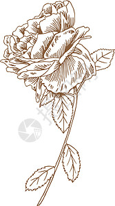 手拔玫瑰绘画草图叶子植物墨水美丽插图树叶写意花瓣背景图片