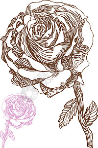 手拔玫瑰叶子树叶植物插图绘画铅笔草图花朵美丽写意背景图片
