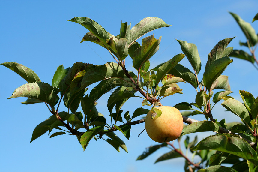 奶奶在一棵树上打铁苹果绿色植物食物红色天空黄色叶子水果图片