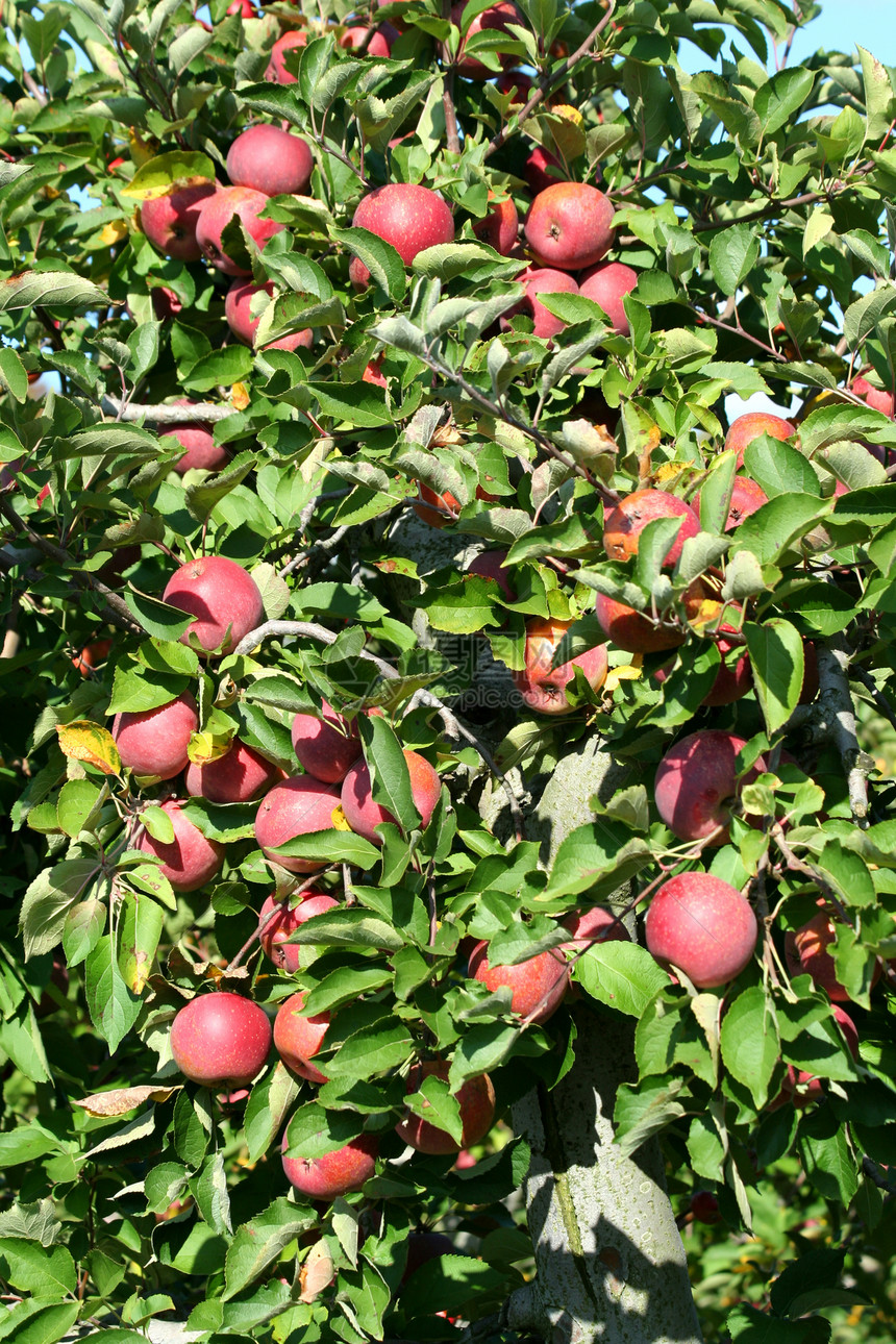 红葡萄酒苹果植物食物天空叶子水果绿色红色图片