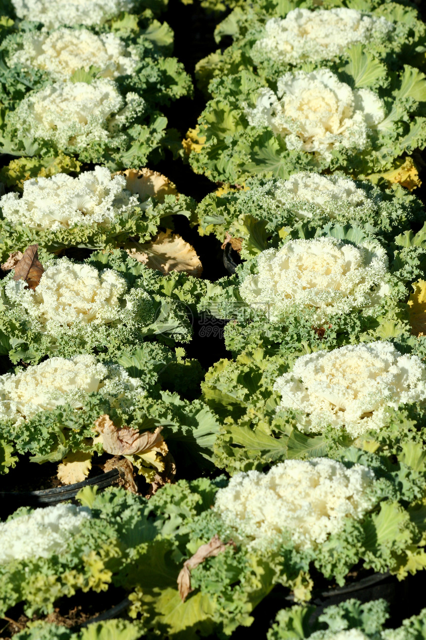 鲜花卷心菜或液态甘油白色植物绿色花园季节叶子图片