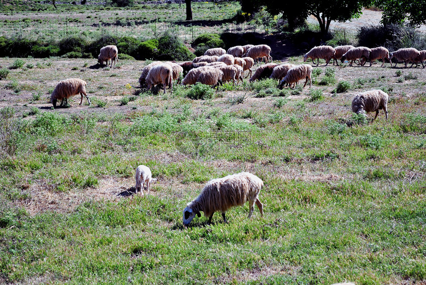 绵羊哺乳动物野生动物荒野动物群图片