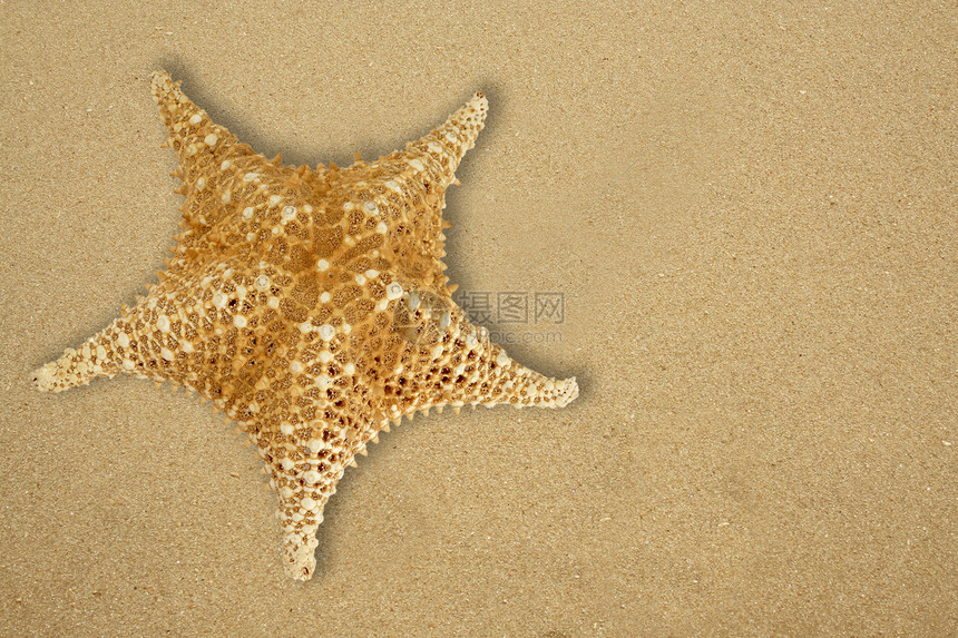 明星鱼在沙滩上图片