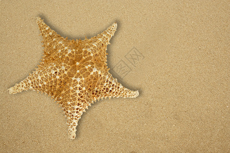 明星鱼在沙滩上背景图片