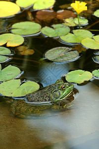 水蛙两栖动物绿色的自然高清图片