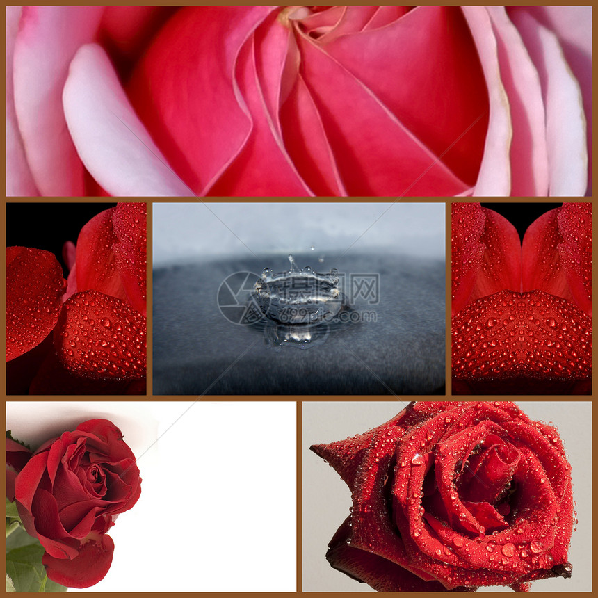 蒙花花图片玫瑰园丁收藏花园郁金香喇叭花花朵粉色牡丹红色图片